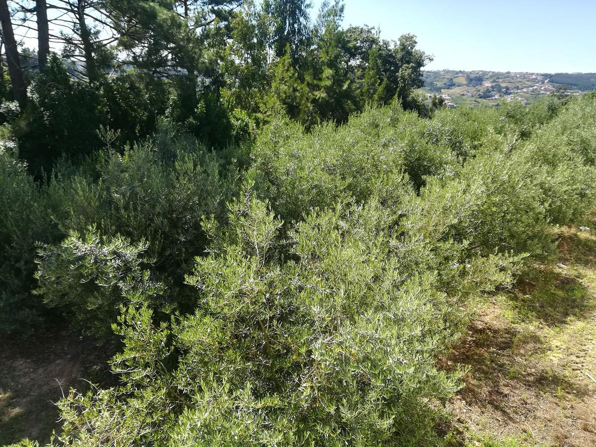 Quinta Vale Real Villa Alcobaca Bagian luar foto
